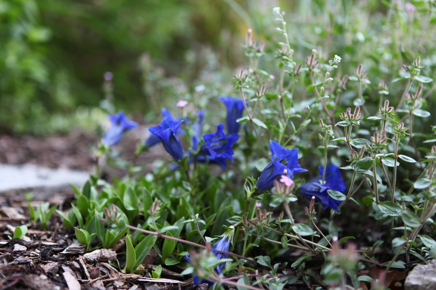 Blumen